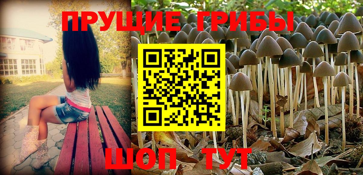 Псилоцибиновые грибы мицелий  Вход с VPN  Казань  Галлюциногенные грибы GOLDEN TEACHER 